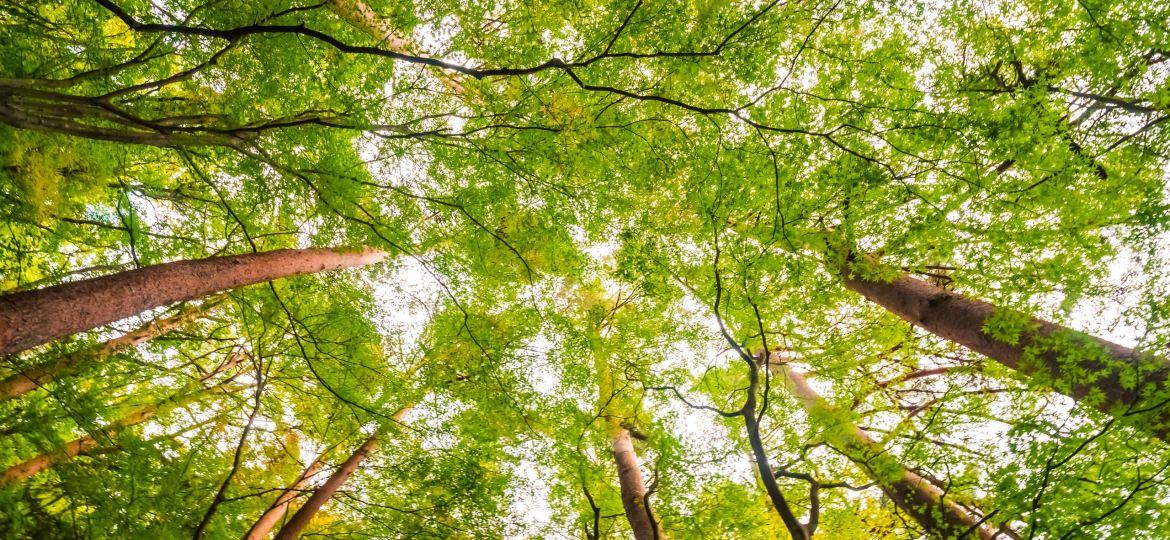 Beautiful landscape of big tree in the forest with low angel vie